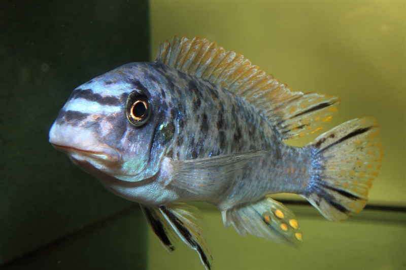 Labeotropheus fuelleborni 'Ikwasi'